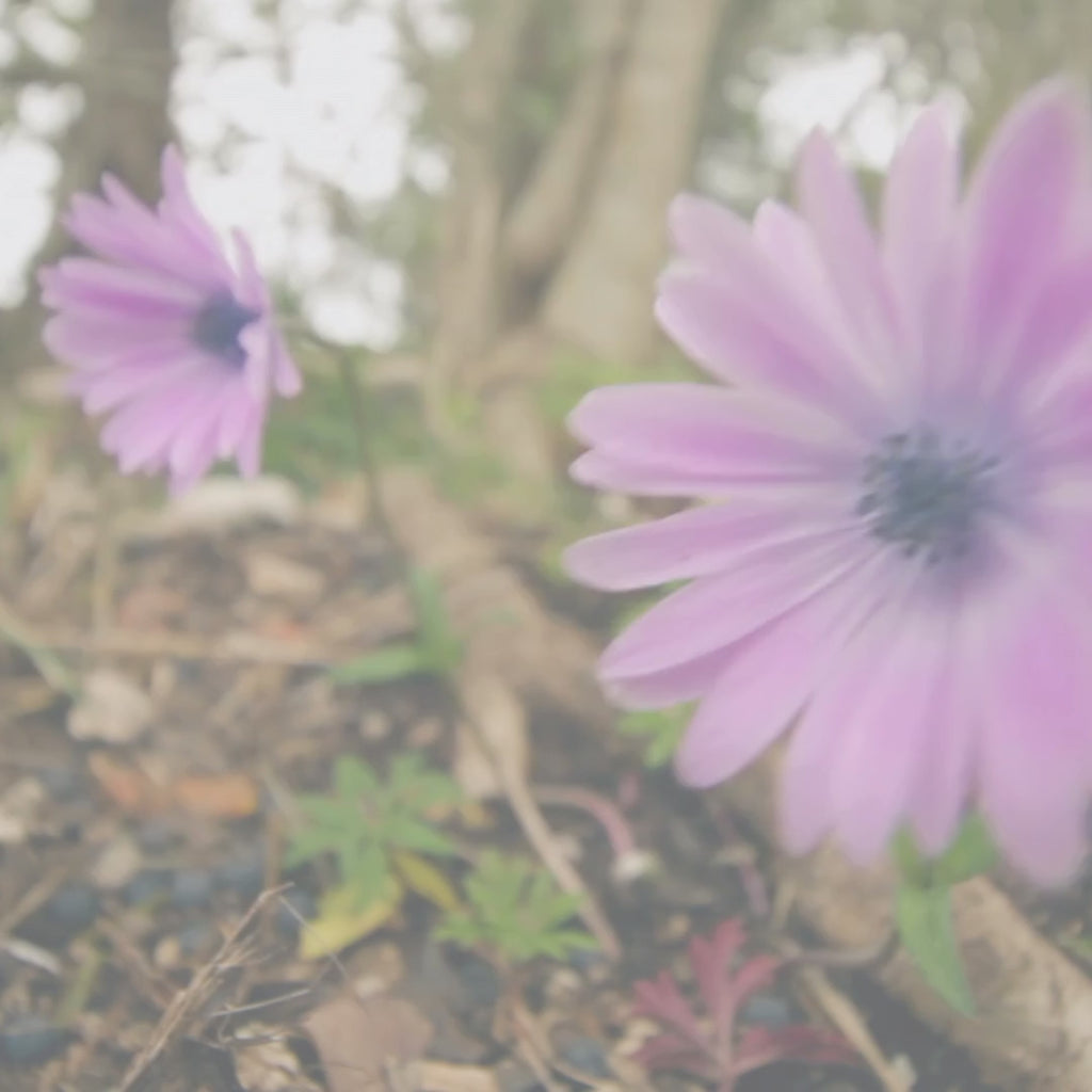 Bitterroot Flower Candle