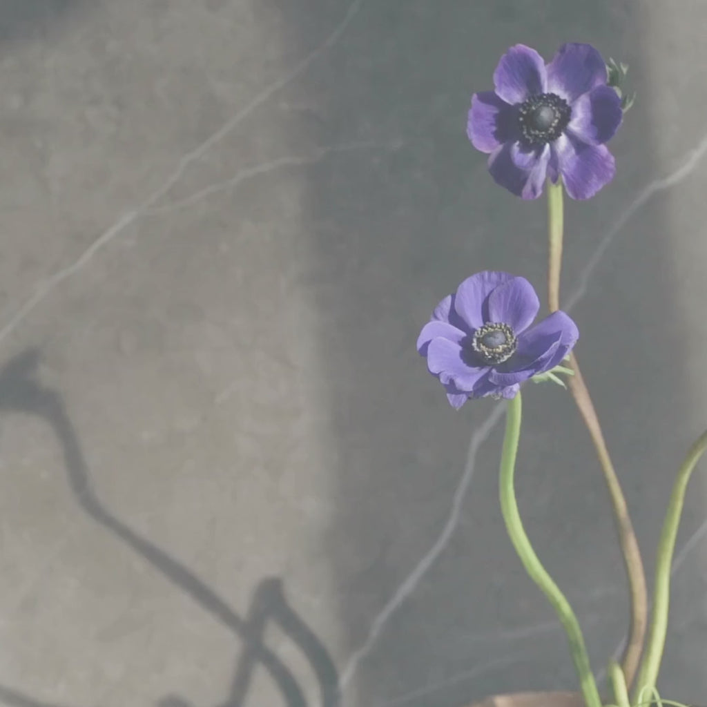 Anemone Flower Candle