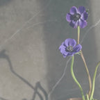 Anemone Flower Candle