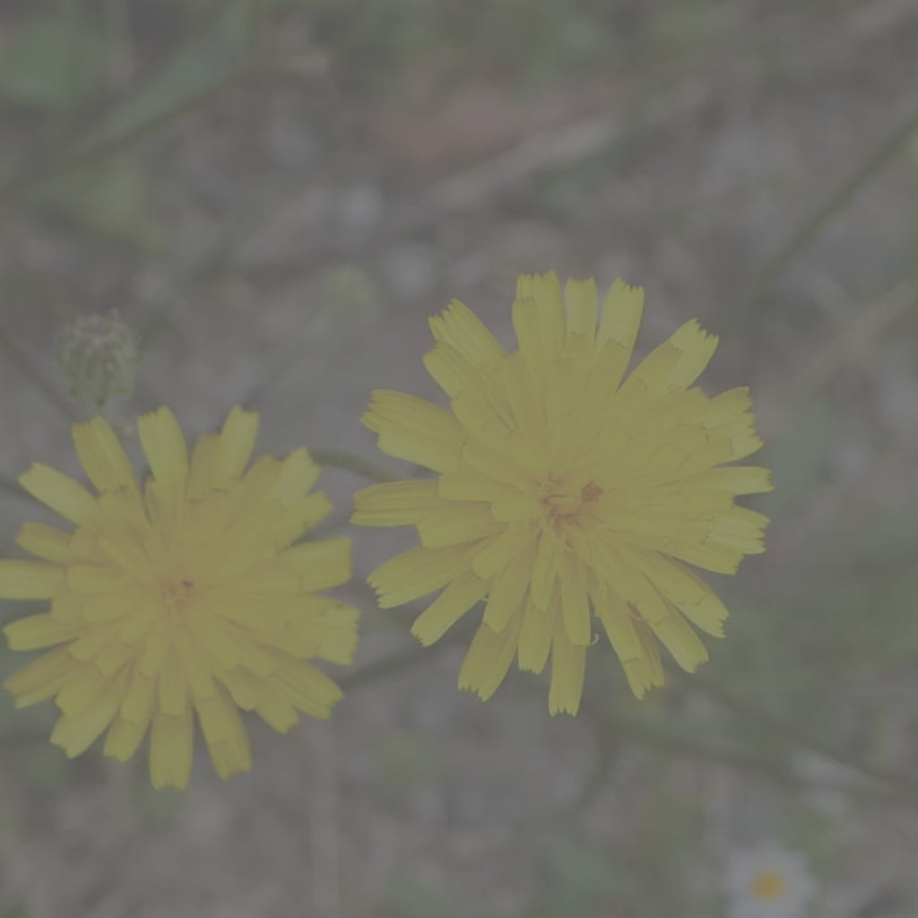 Dandelion Flower Candle