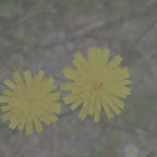 Dandelion Flower Candle
