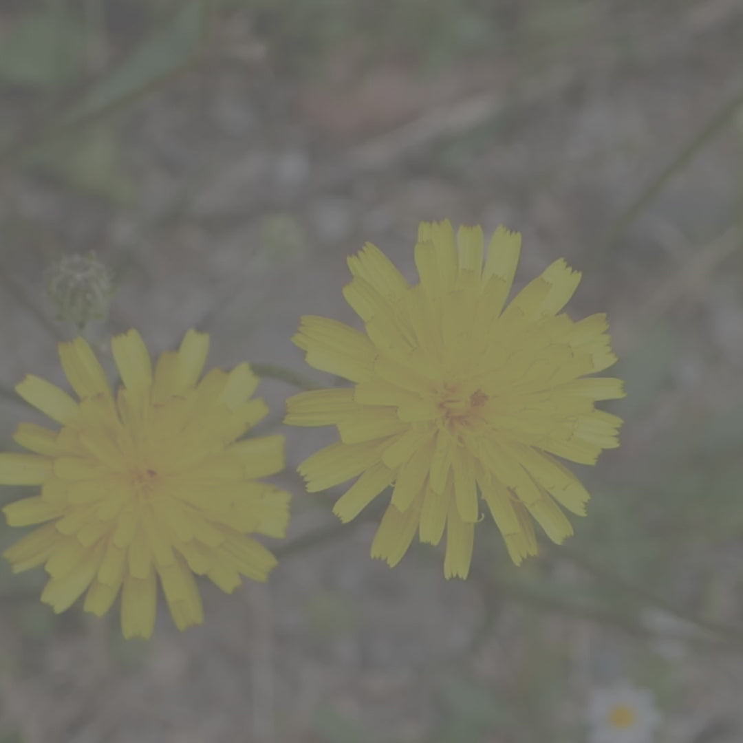 Dandelion Flower Candle