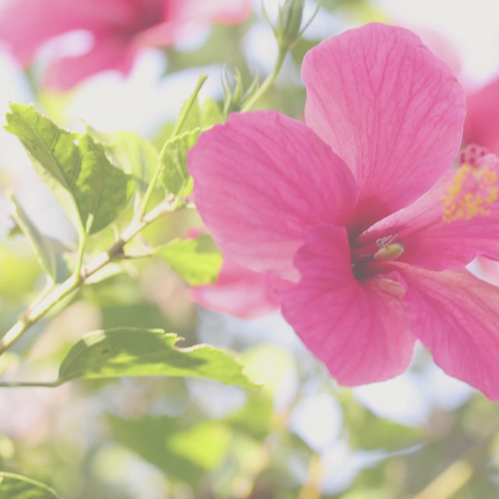 Hibiscus Flower Candle