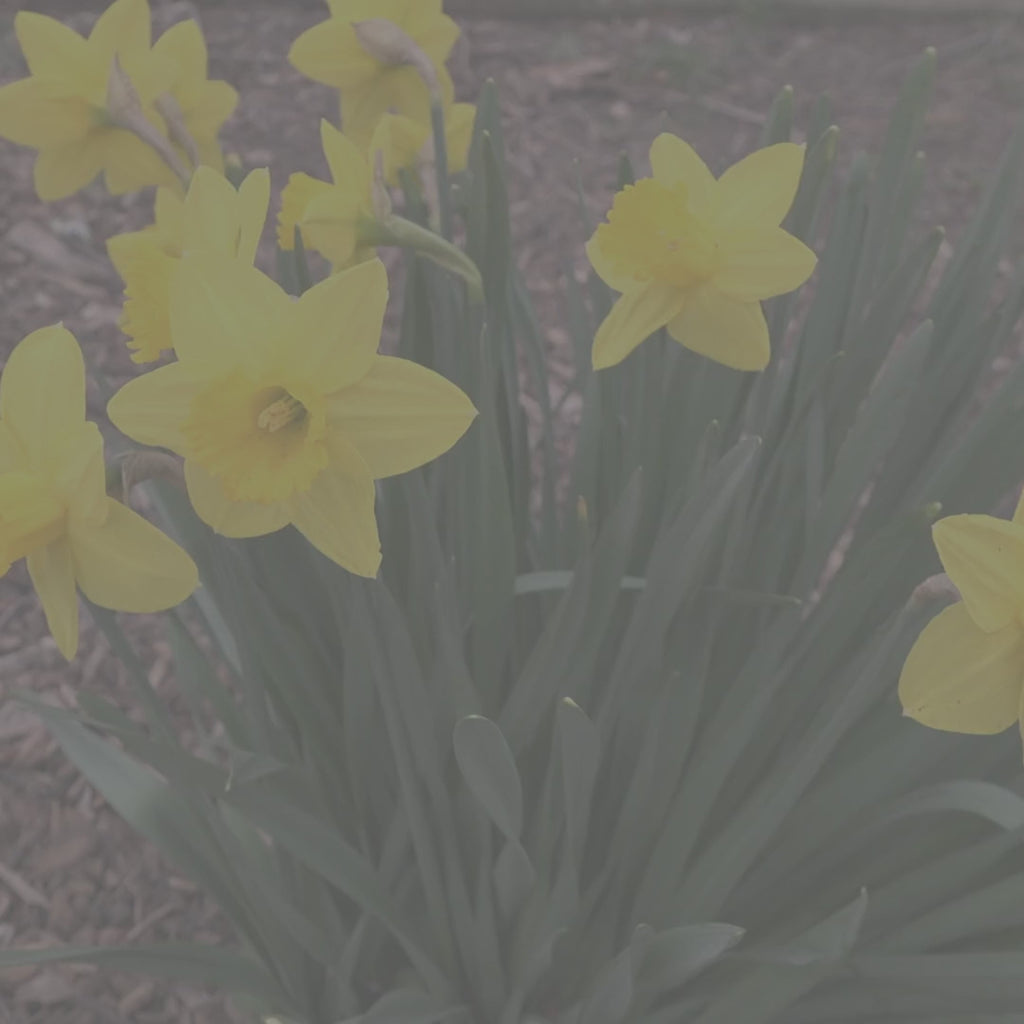 Daffodil Flower Candle