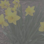 Daffodil Flower Candle