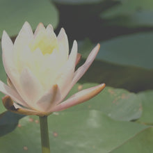 Load and play video in Gallery viewer, Water Lily Flower Top - Eco-Friendly
