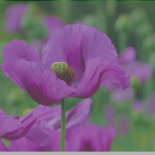 Load and play video in Gallery viewer, Poppy Flower Top Candle - Eco-Friendly
