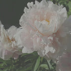 Peony Flower Candle