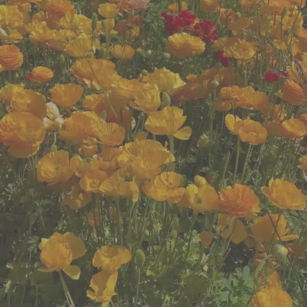 Ranunculus Flower Candle