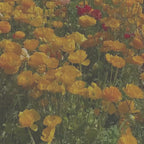 Ranunculus Flower Candle