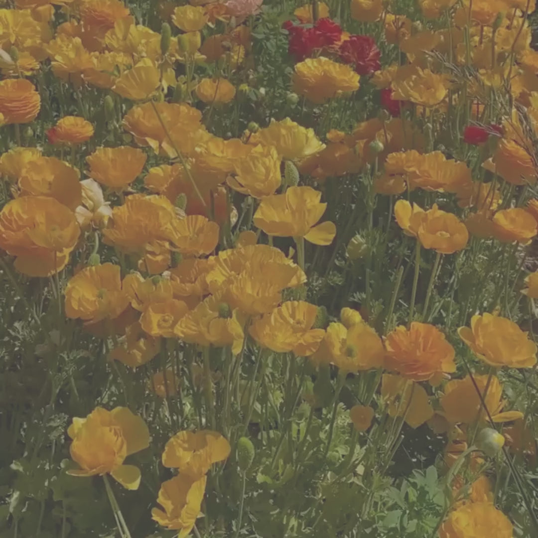 Ranunculus Flower Candle