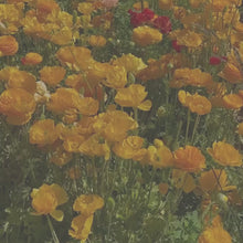 Load and play video in Gallery viewer, Ranunculus Flower Top Candle - Eco-Friendly
