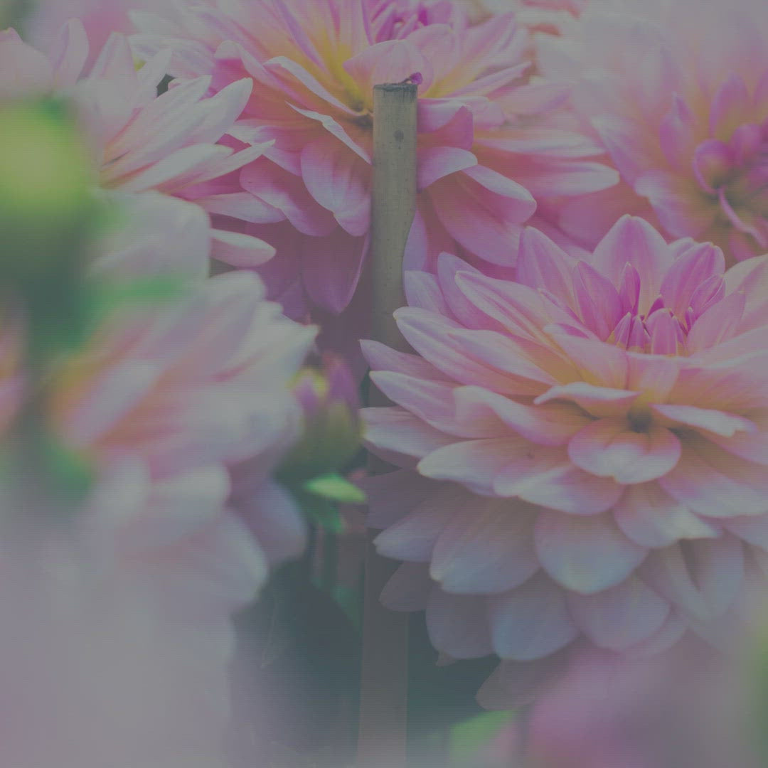 Dahlia Flower Candle