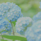 Hydrangea Flower Candle