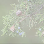 Bohemian Christmas Candle