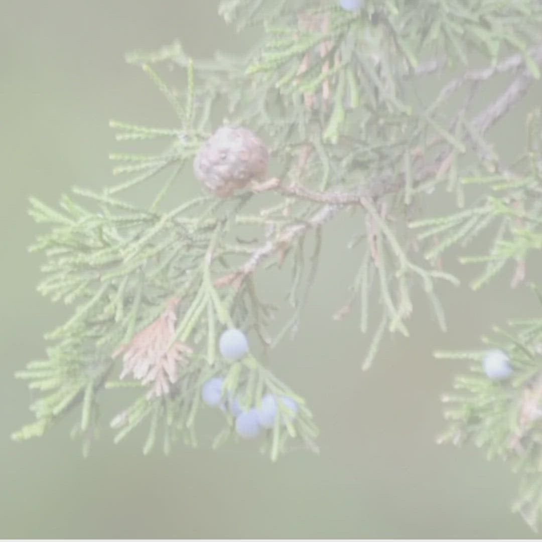 Bohemian Christmas Candle